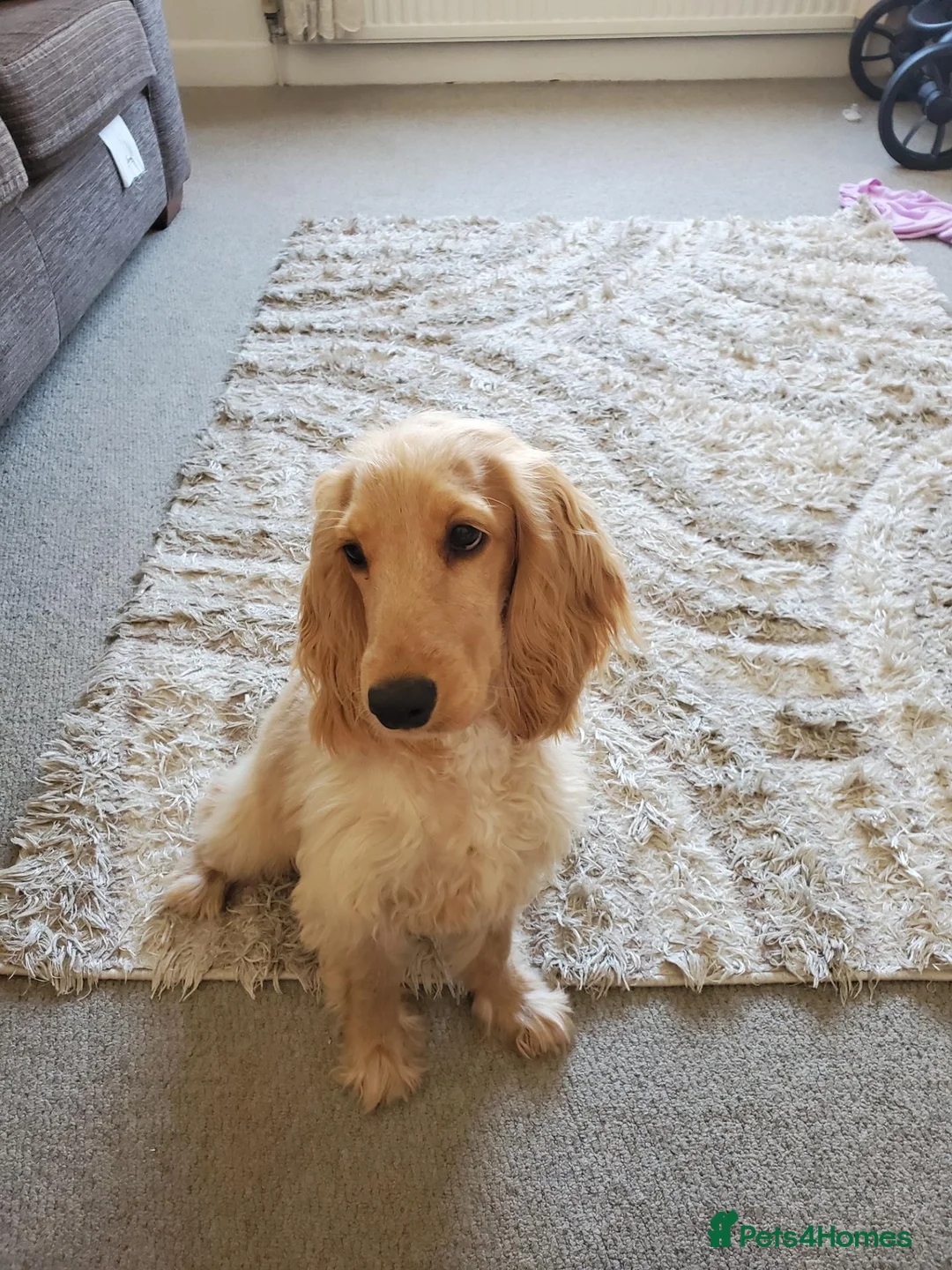 Cocker Spaniel dogs for sale: Very loving 7 month female cockerspaniel  - Advert 1