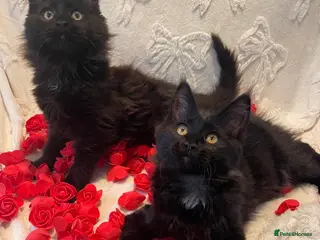 Maine Coon cats Champion line maine coon girls - Advert 1