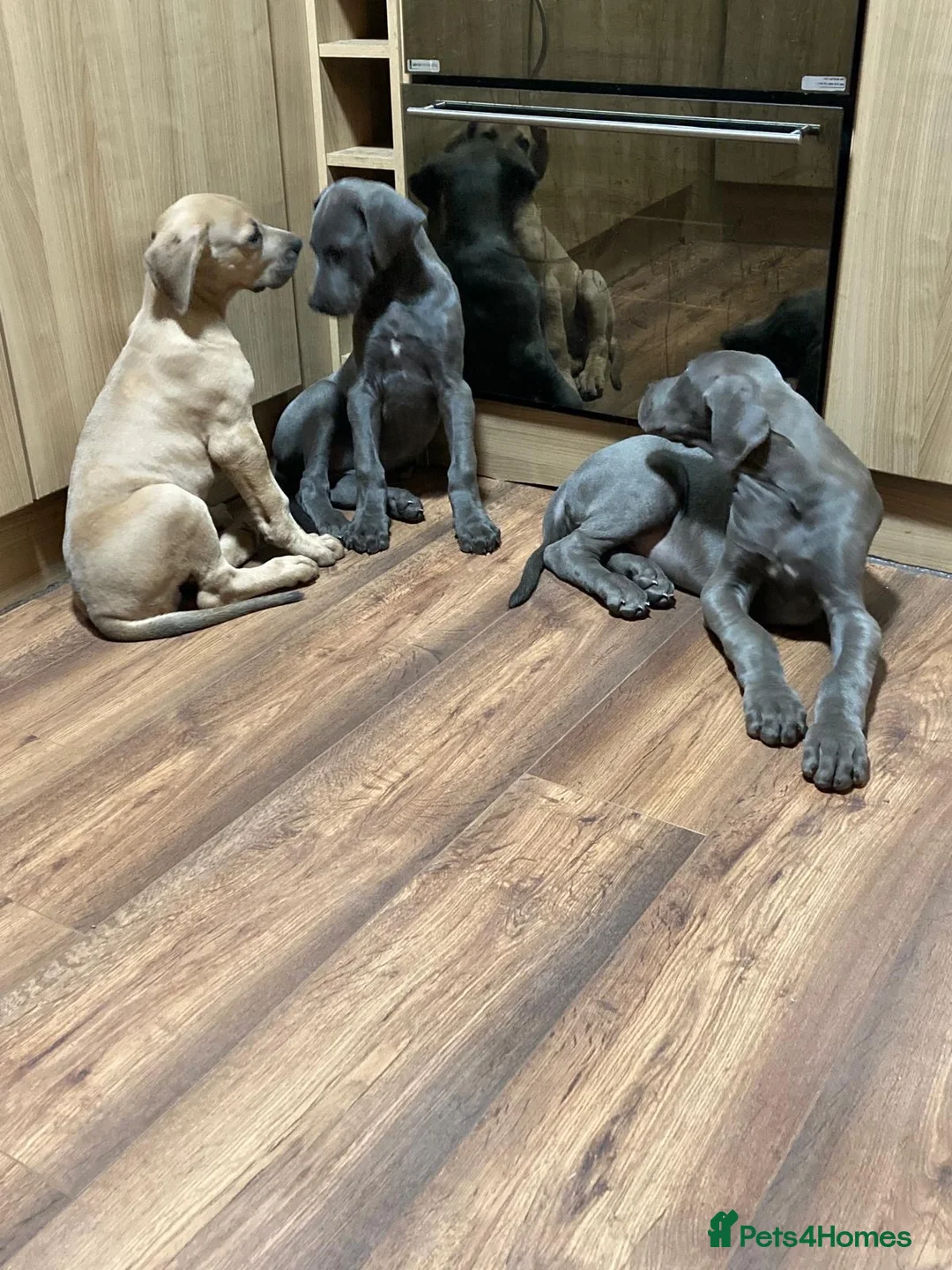 Great Dane dogs for sale: Great Dane puppies - Advert 2