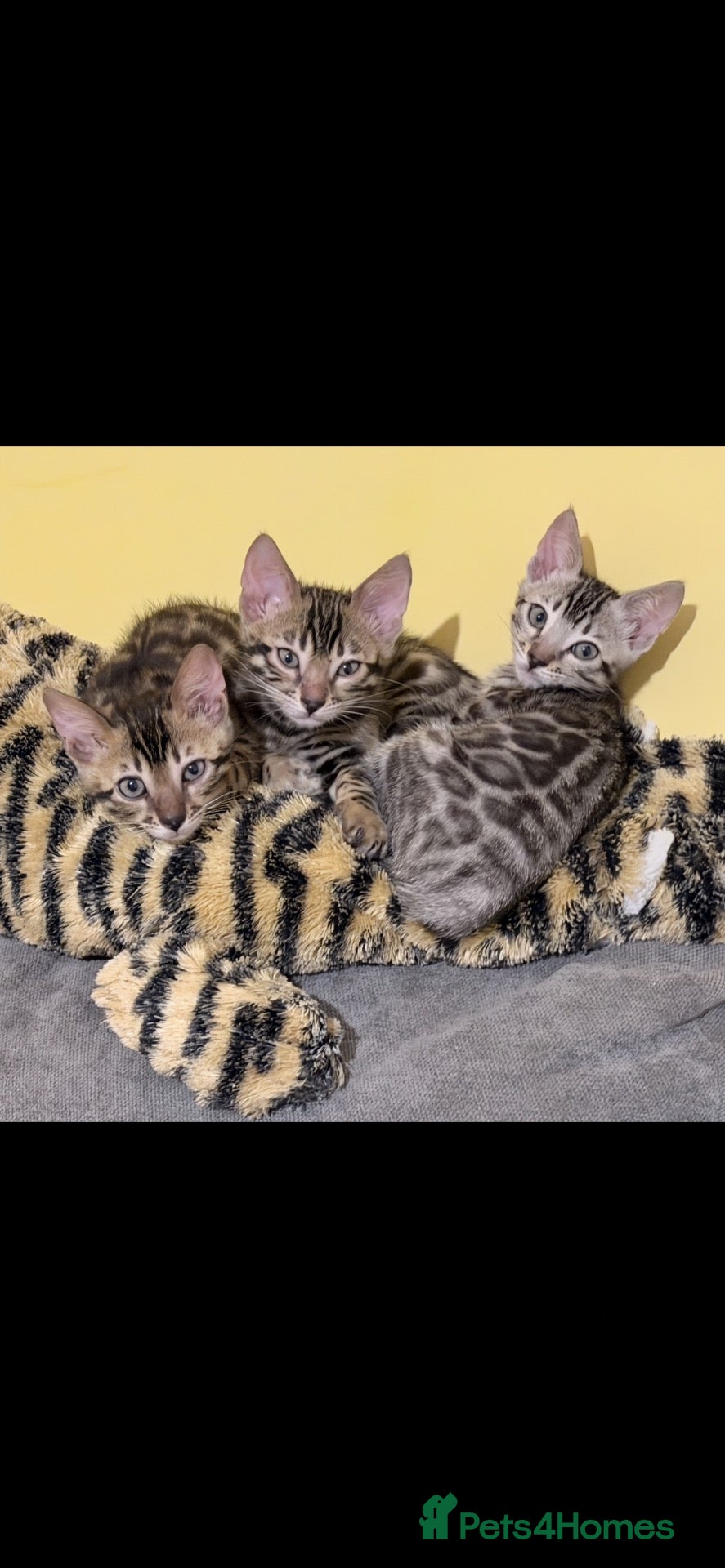 Bengal cats 🤎 BENGAL 🔥 KITTENS, TICA REGISTERED 🩶  - Advert 9