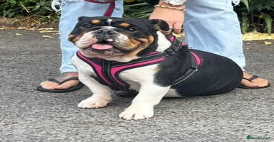 English Bulldog dogs - Advert 5