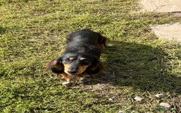 Miniature Dachshund dogs for sale: Rehoming Rocky  - Image 1