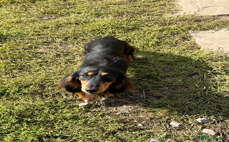 Miniature Dachshund dogs - Advert 8