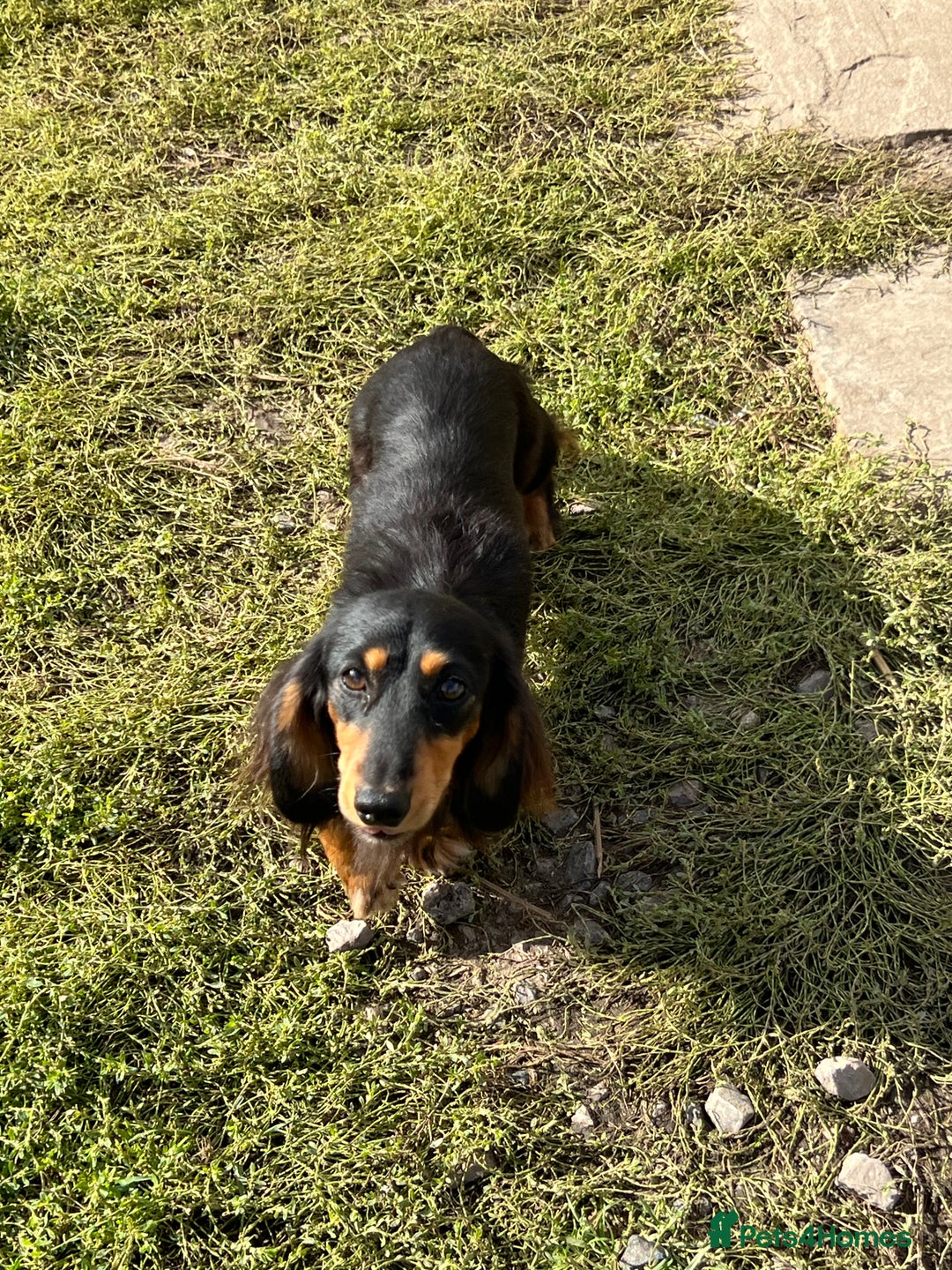 Miniature Dachshund dogs for sale: Rehoming Rocky  - Image 1
