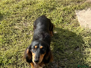 Miniature Dachshund dogs - Advert 9