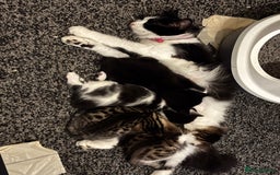 Mixed Breed cats for sale: Female kitten  - Image 6