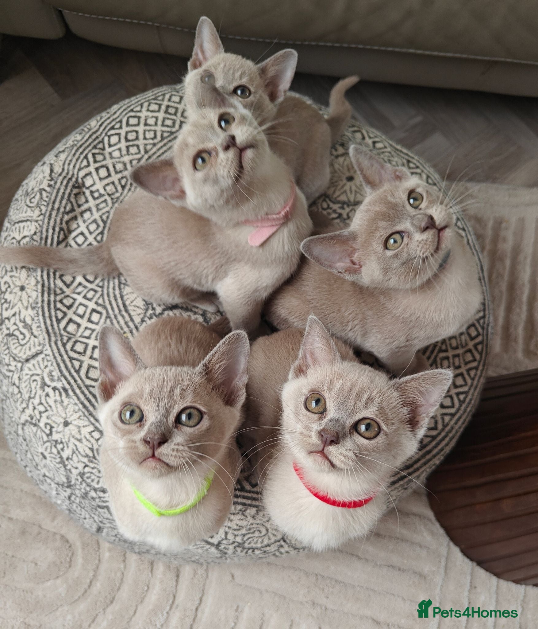 Burmese cats Reservations for a lilac burmese kittens - Advert 5