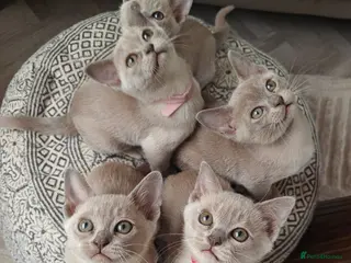 Burmese cats Reservations for a lilac burmese kittens - Advert 5
