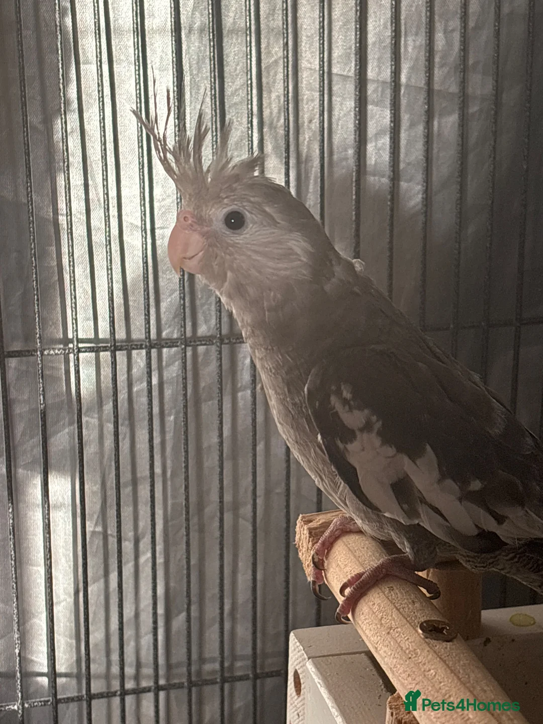 Cockatiels birds for sale: Semi tame Baby cockatiel for sale - Advert 2
