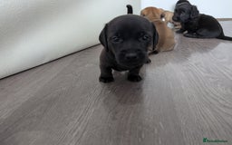 Dachshund dogs for sale: Dachshund x puppies male 2x long haired  - Image 13