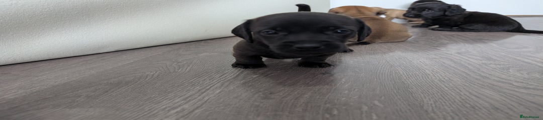 Dachshund Puppy 3