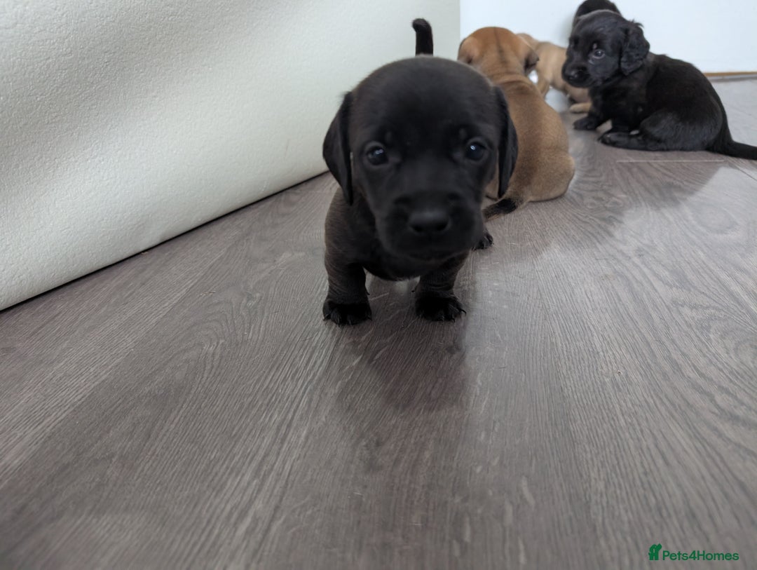 Dachshund dogs for sale: Dachshund x puppies male 2x long haired  - Image 13