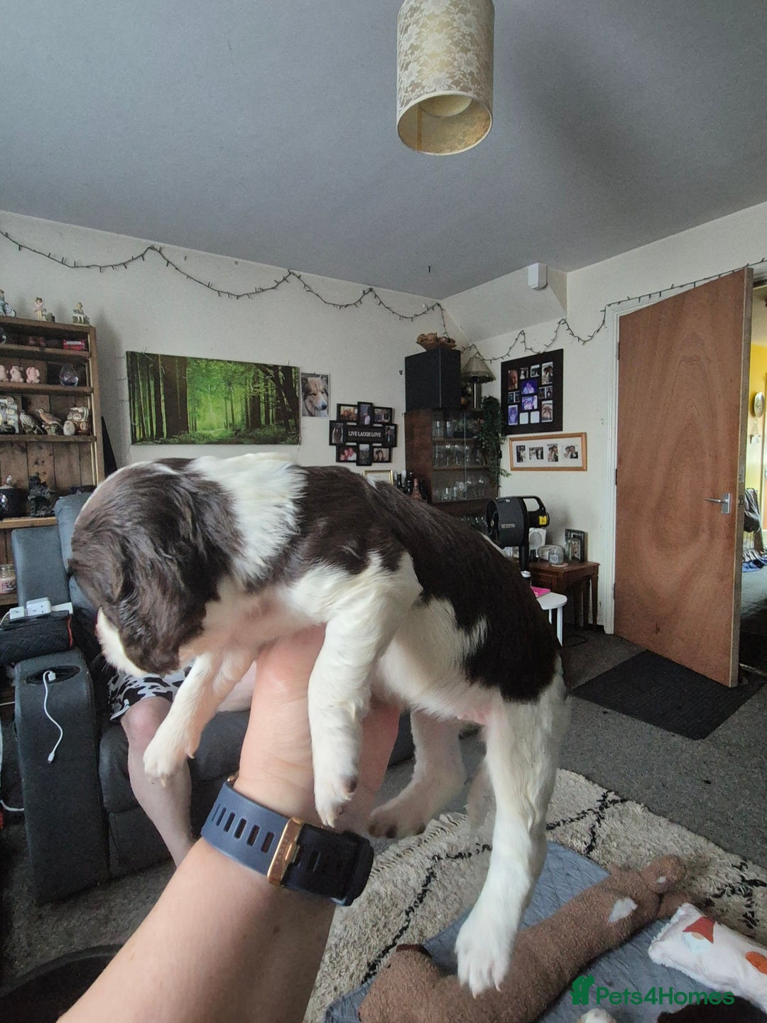 Sprocker dogs for sale: Sprockers - Image 20