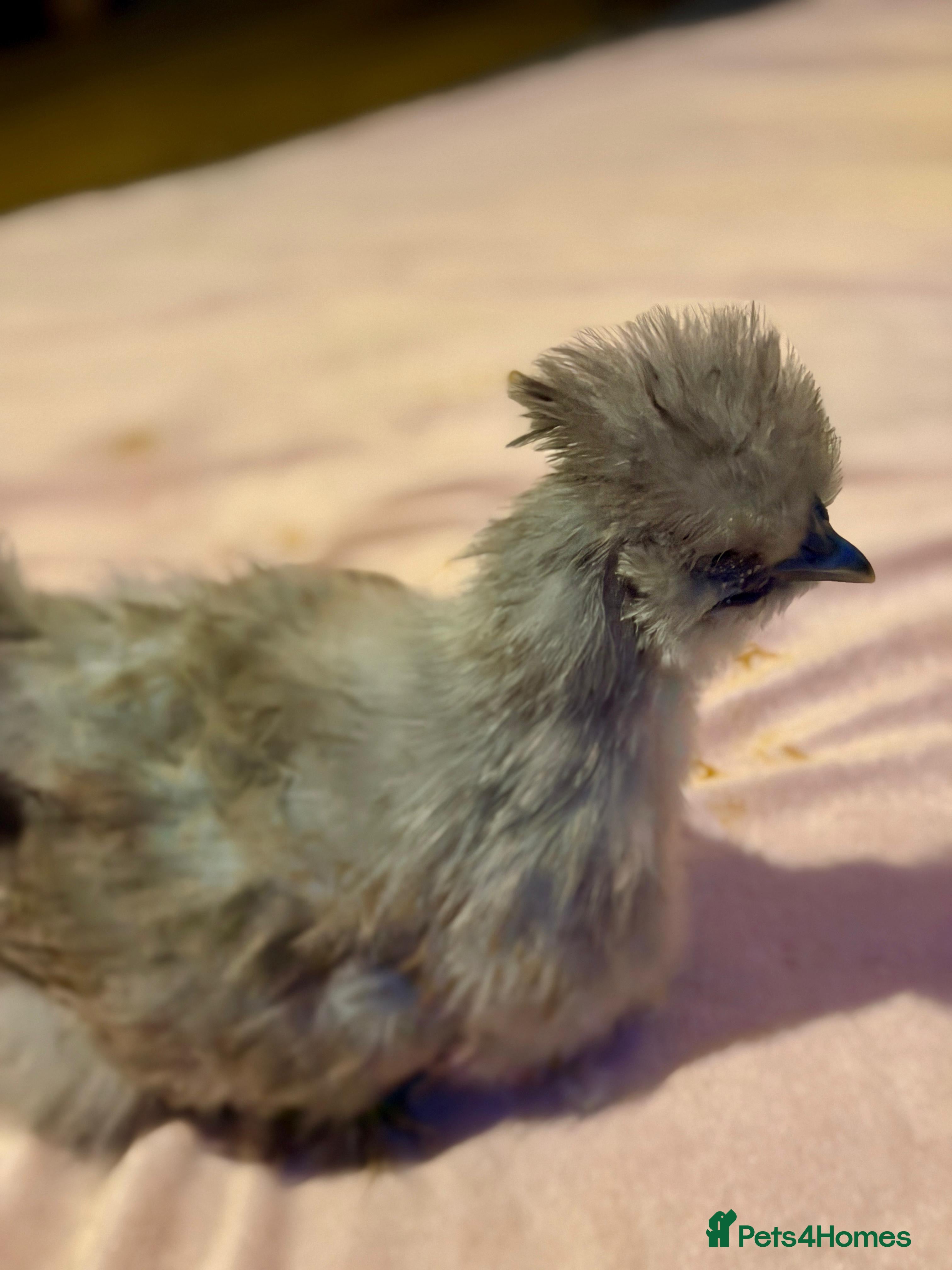 Chickens poultry 4 beautiful silkie chickens  - Advert 1