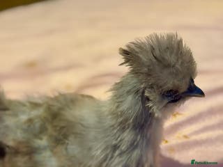 Chickens poultry 4 beautiful silkie chickens - Advert 1