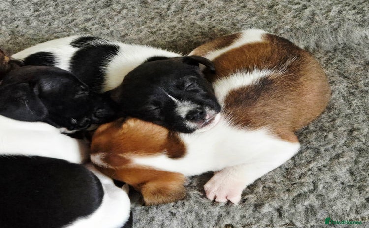 Jack Russell dogs - Advert 3