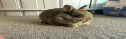 Netherland Dwarf rabbits for sale: Pure Bred Netherland Dwarf Rabbits - Advert 17