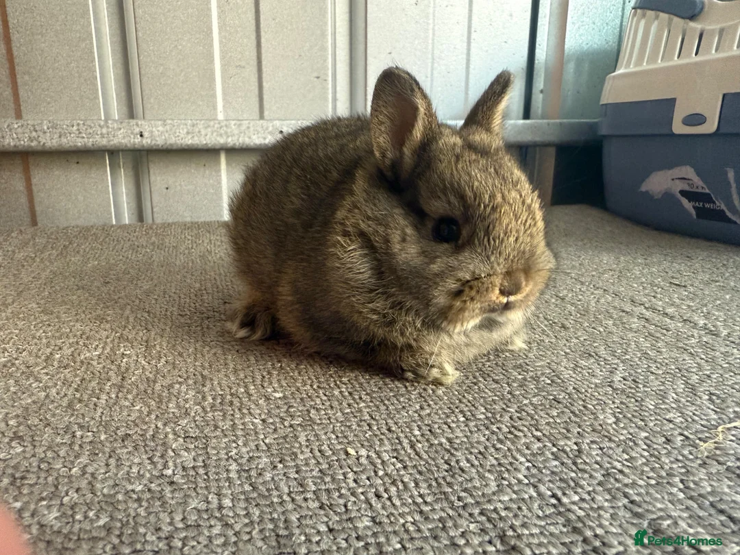 Netherland Dwarf rabbits for sale: Pure Bred Netherland Dwarf Rabbits - Advert 17