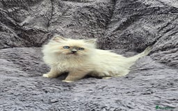 Ragdoll cats for sale: GCCF registered ragdoll kittens. in Grimsby - Image 9