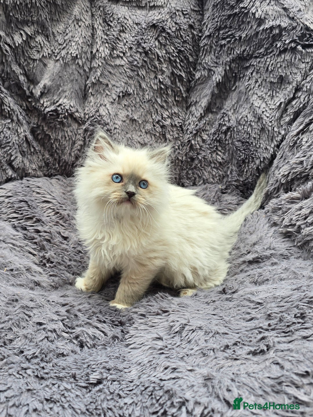Ragdoll cats for sale: GCCF registered ragdoll kittens. in Grimsby - Image 9