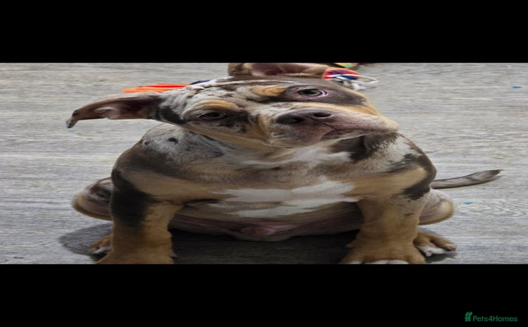 Old Tyme Bulldog dogs - Advert 8