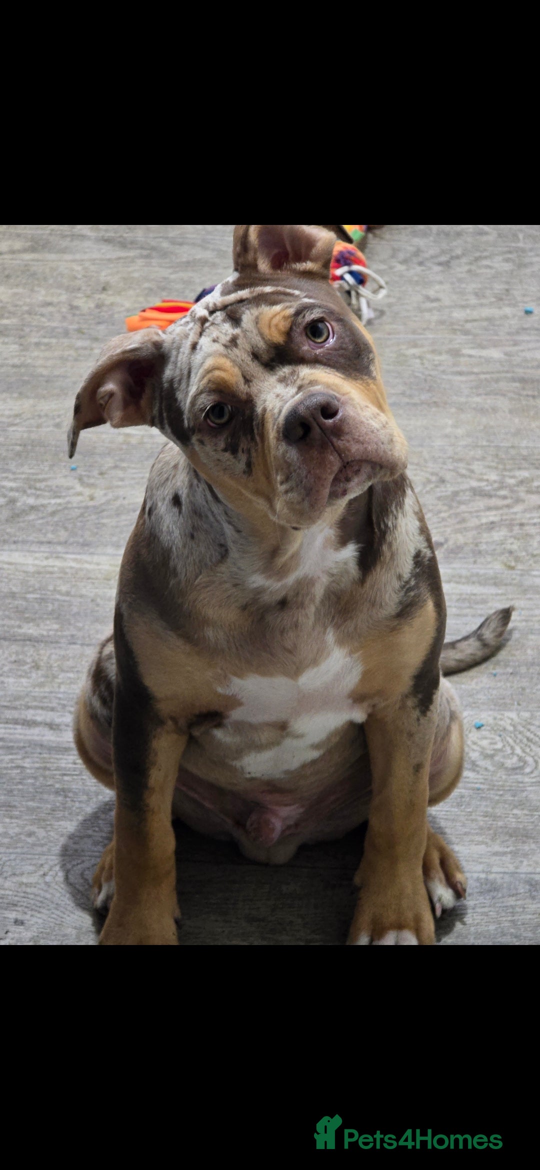 Old Tyme Bulldog dogs for sale: Beautiful merle 8 month old tyme English bulldog  - Image 1