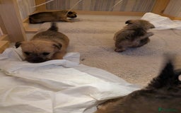 Mixed Breed dogs for sale: Norfolk terrier cross cairn terrier  - Image 12