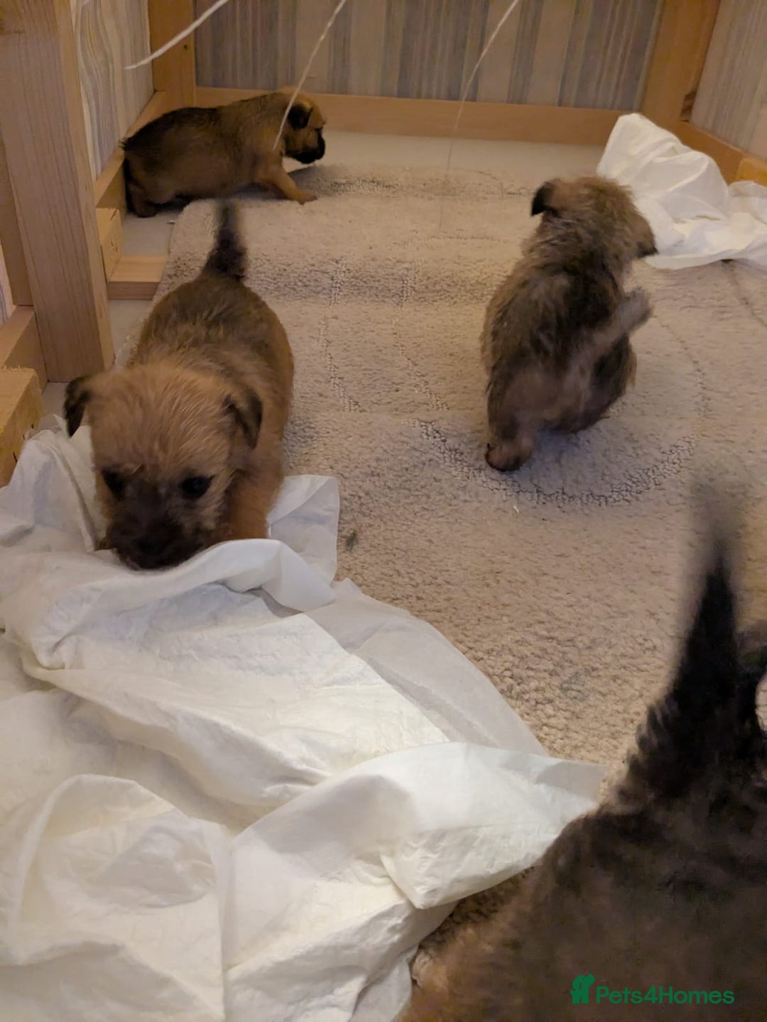 Mixed Breed dogs for sale: Norfolk terrier cross cairn terrier  - Image 12