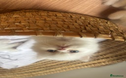 Persian cats for sale: Pure Persian baby's looking lovely home   - Image 14