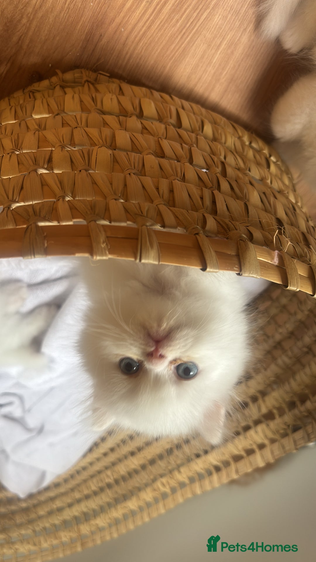 Persian cats for sale: Pure Persian baby's looking lovely home   - Image 14