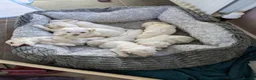 Mixed Breed dogs for sale: Maltichon  in Horncastle - Advert 8