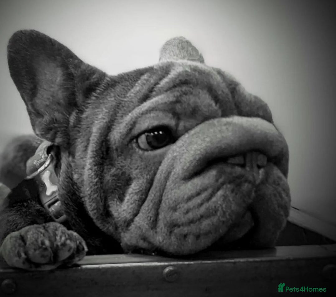 French Bulldog dogs for stud:  Elite Micro  Blue Frenchie Stud - Advert 5