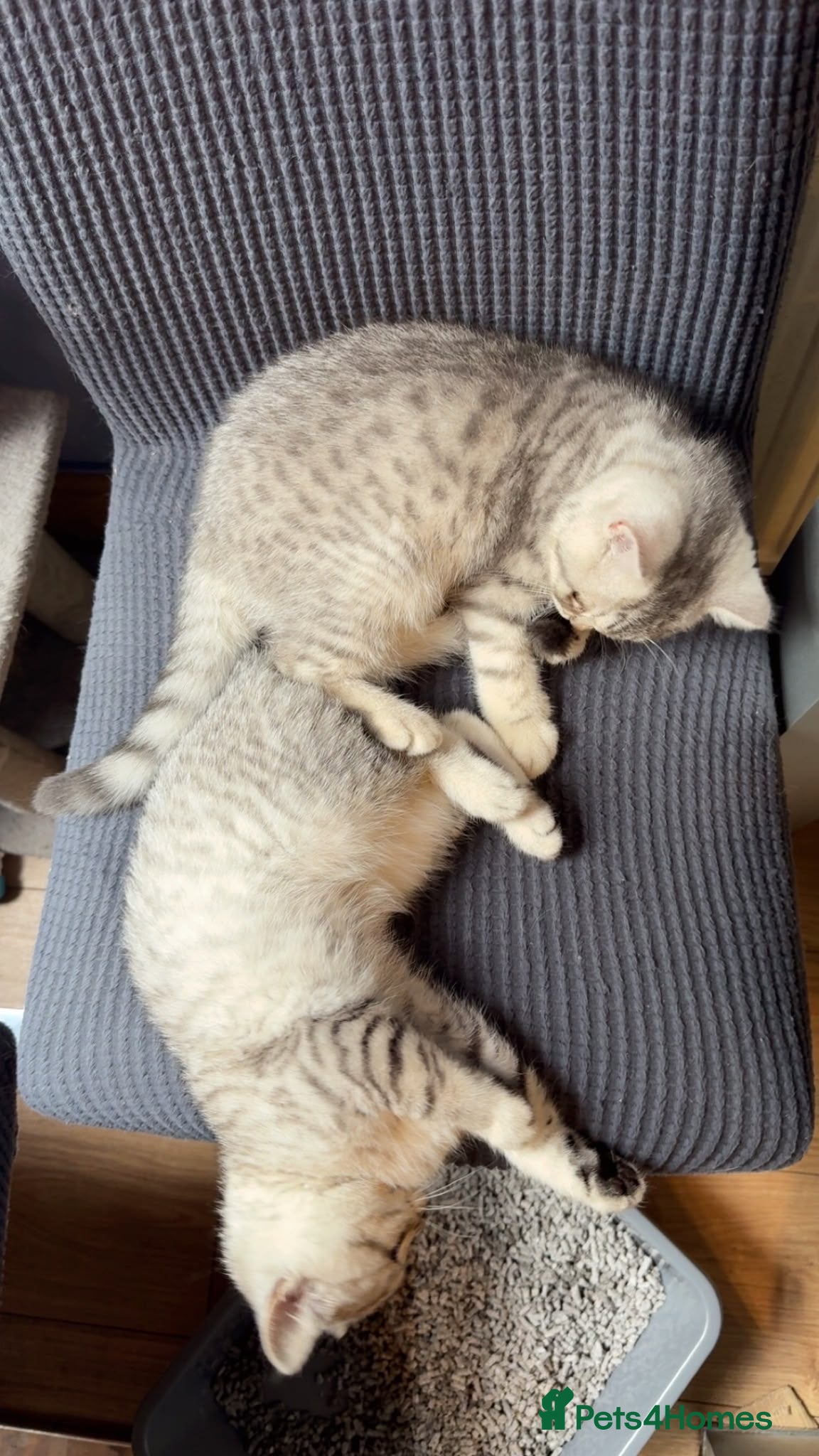 British Shorthair cats *Ready to Leave Thurs 2nd July* BSH silver Kittens - Advert 2