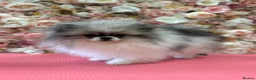 Pomeranian dogs for sale: KC registered Pomeranian Puppies for sale  - Advert 5