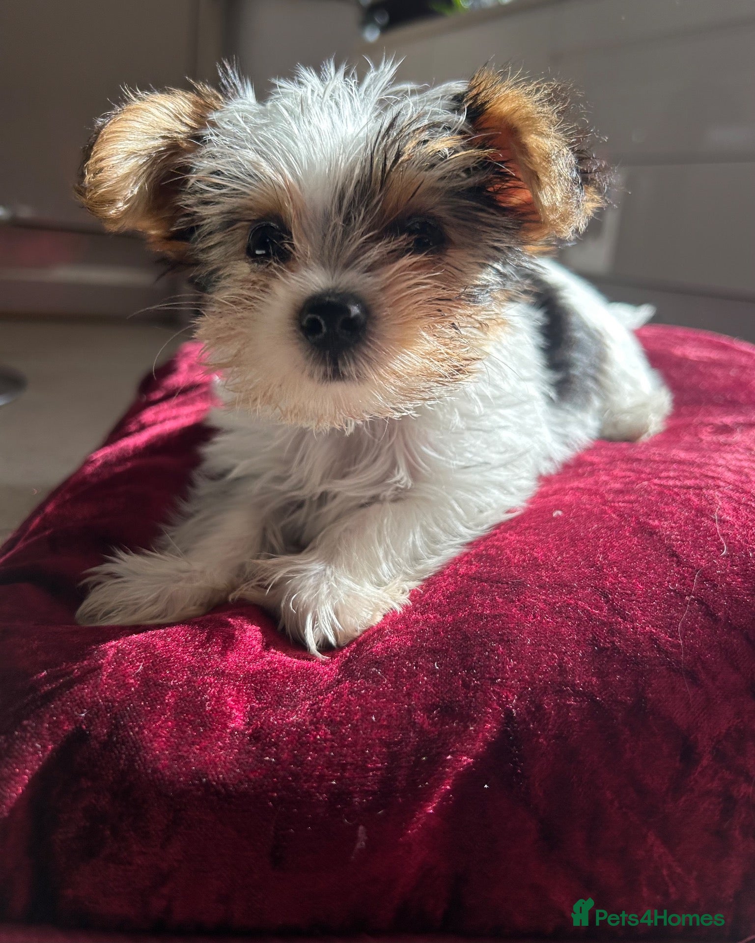Biewer Terrier dogs Biewer terrier puppy  - Advert 3
