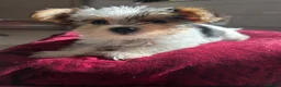 Biewer Terrier dogs for sale: Biewer terrier puppy  - Advert 1