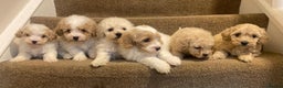 Cavapoo dogs for sale: F2 cavapoo puppys - Advert 16