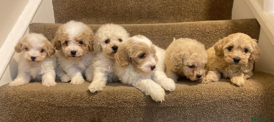 Cavapoo dogs for sale: F2 cavapoo puppys - Advert 16