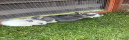 Lionhead rabbits for sale: Mini lion head rabbits  in Derby - Advert 6