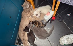Mixed Breed cats for sale: Mixed ragdolls very good price - Image 3