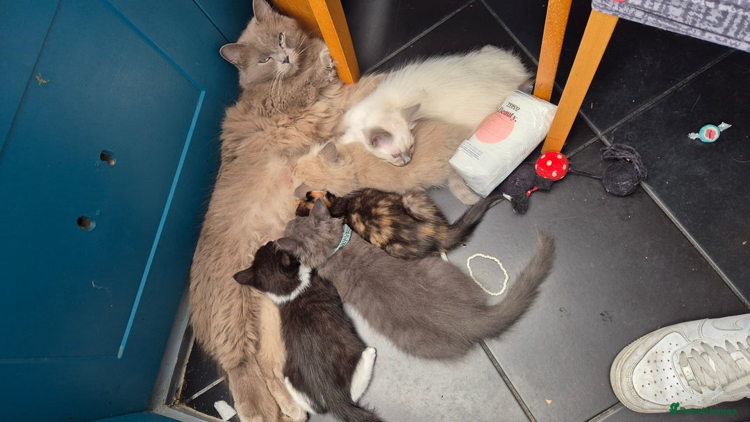 Mixed Breed cats for sale: Mixed ragdolls very good price - Image 3