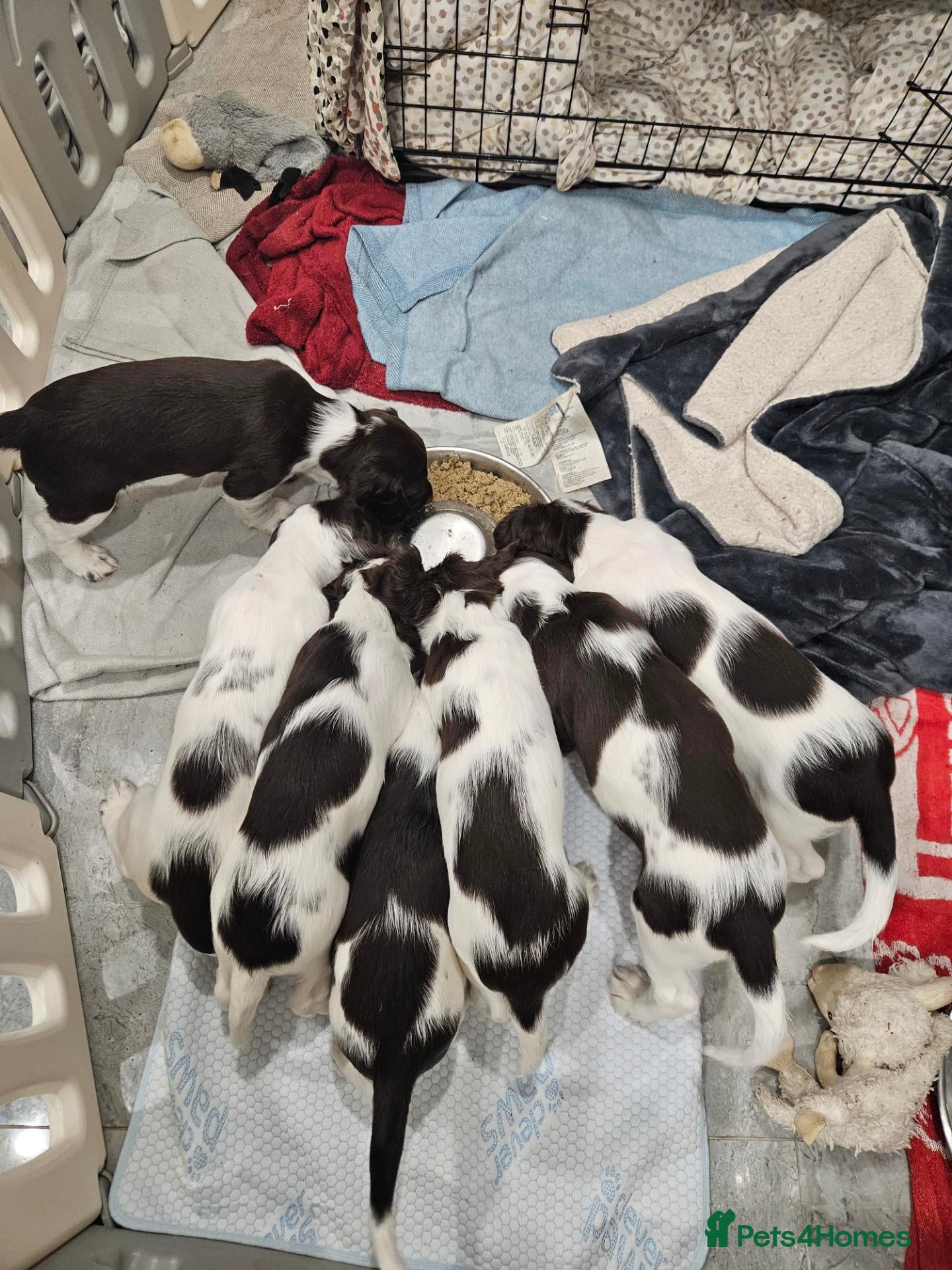 English Springer Spaniel dogs Springer Spaniel Puppies ready to leave 3rd Oct - Advert 2