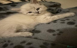 Ragdoll cats for sale: ADORABLE RAGDOLL KITTENS - READY NOW - Image 14