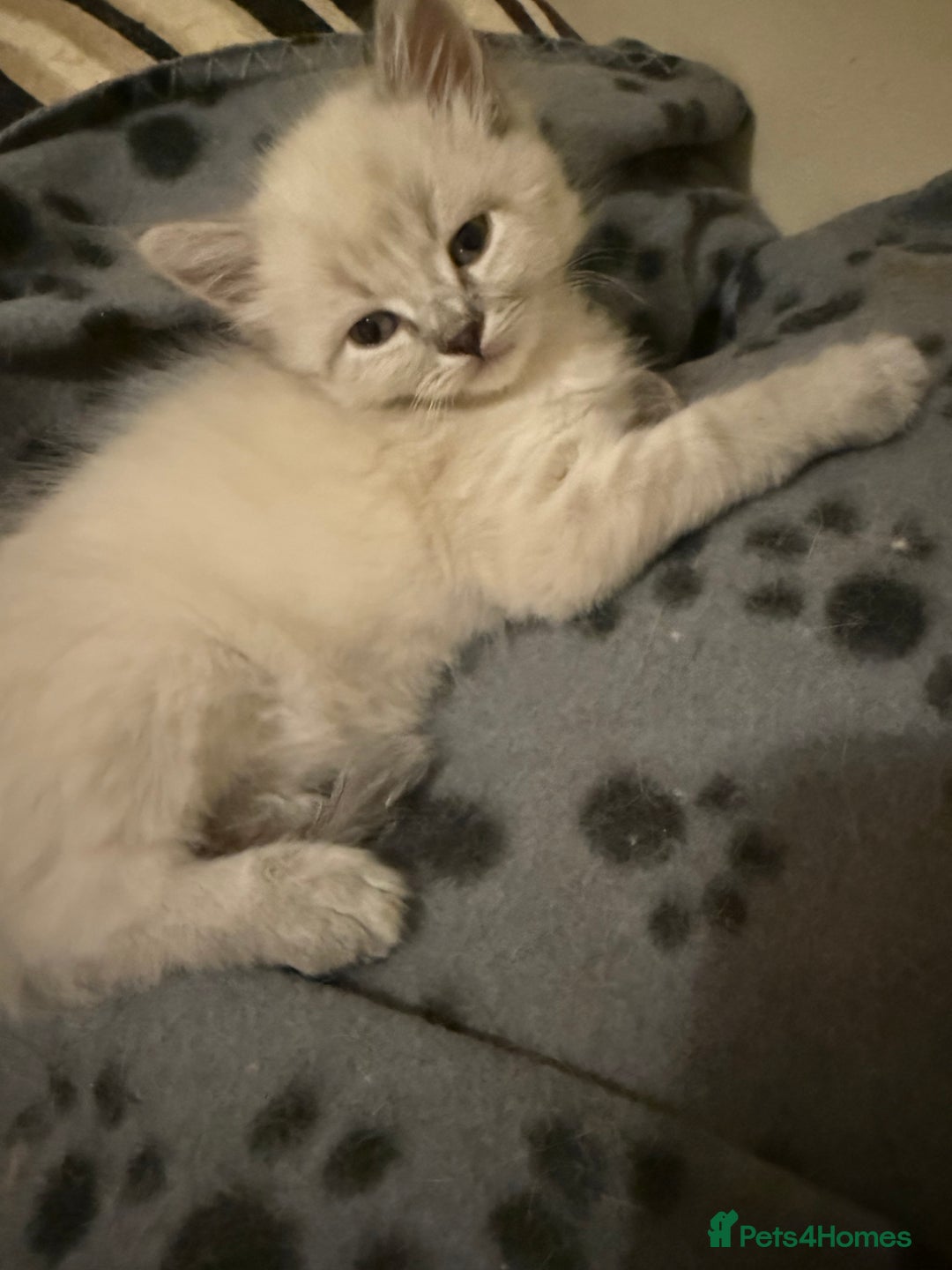 Ragdoll cats for sale: ADORABLE RAGDOLL KITTENS - READY NOW - Image 14
