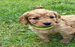 Cockapoo dogs for sale: Adorable Cockapoo puppies - Image 21