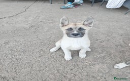 Mixed Breed dogs for sale: Akita  puppies for sale  - Image 23