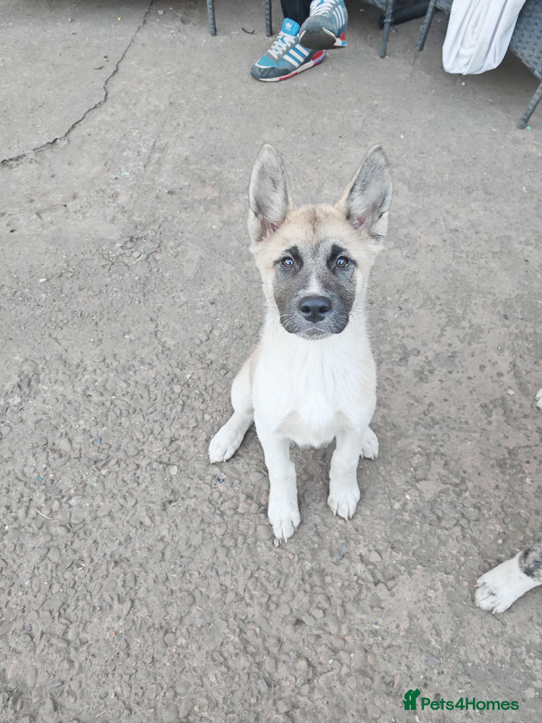 Mixed Breed dogs for sale: Akita  puppies for sale  - Image 23