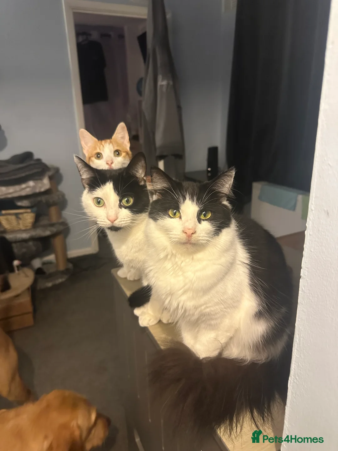 Domestic Shorthair cats for sale: Lucy & Simone in Knebworth - Advert 1