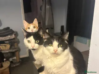 Domestic Shorthair cats Lucy & Simone - Advert 3