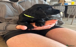 Cocker Spaniel dogs for sale: 3 boys left - Outstanding working cocker spaniels - Image 20